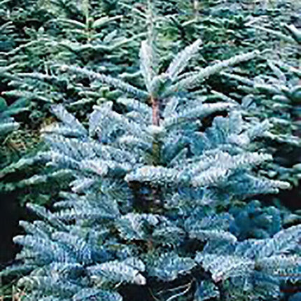10 Blue Noble Fir (Abies Procera Glauca) Tree Seeds - Seed World