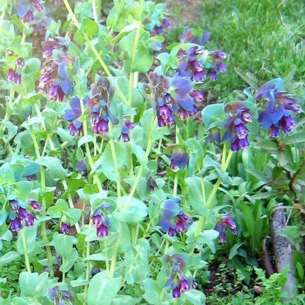 10 Blue Shrimp Plant Seeds - Seed World