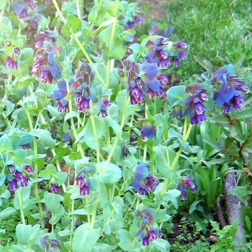 10 Blue Shrimp Plant Seeds - Seed World