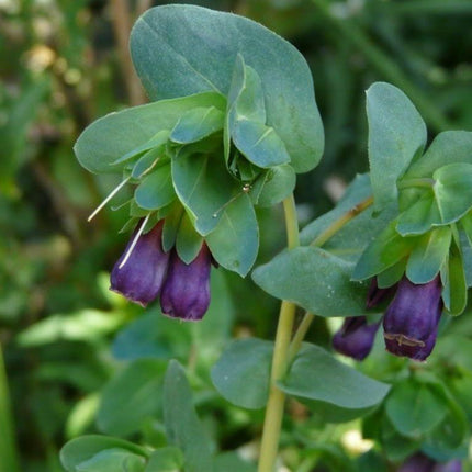 10 Blue Shrimp Plant Seeds - Seed World