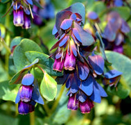 10 Blue Shrimp Plant Seeds - Seed World