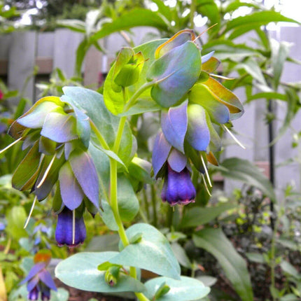 10 Blue Shrimp Plant Seeds - Seed World