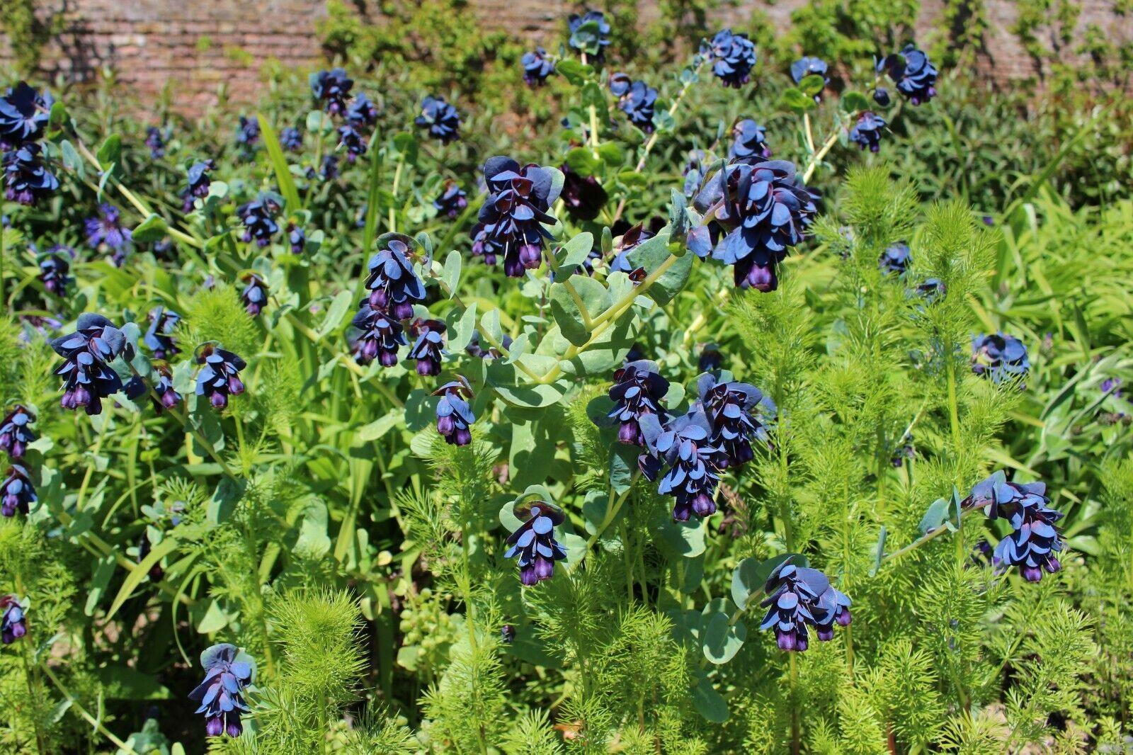 10 Blue Shrimp Plant Seeds - Seed World