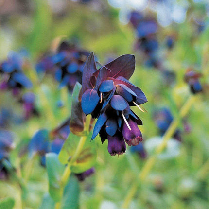 10 Blue Shrimp Plant Seeds - Seed World