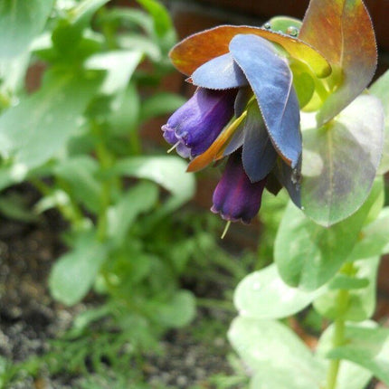10 Blue Shrimp Plant Seeds - Seed World