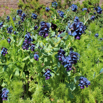 10 Blue Shrimp Plant Seeds - Seed World