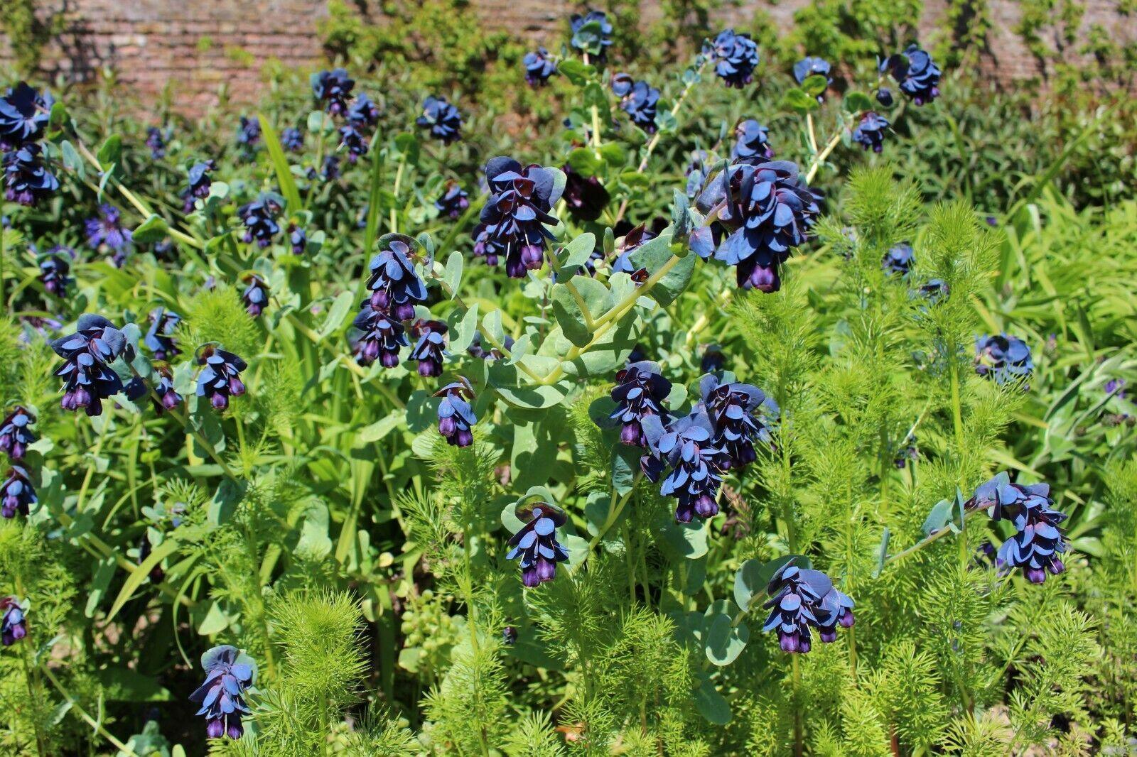 10 Blue Shrimp Plant Seeds - Seed World
