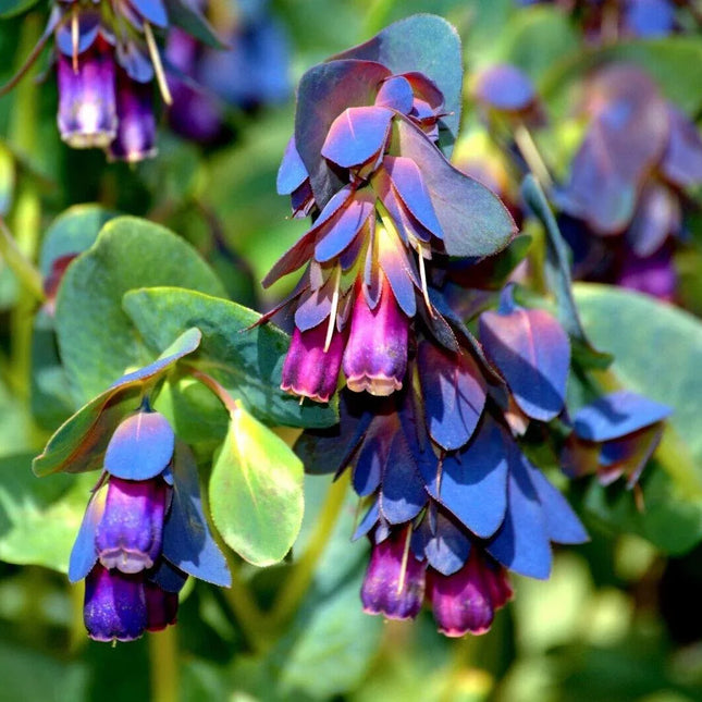 10 Blue Shrimp Plant Seeds - Seed World