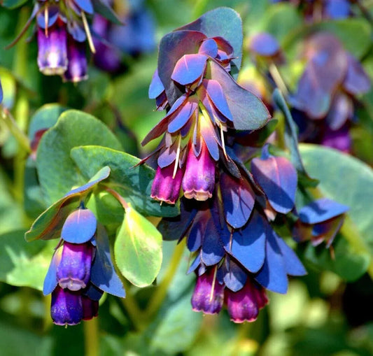 10 Blue Shrimp Plant Seeds - Seed World