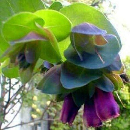 10 Blue Shrimp Plant Seeds - Seed World