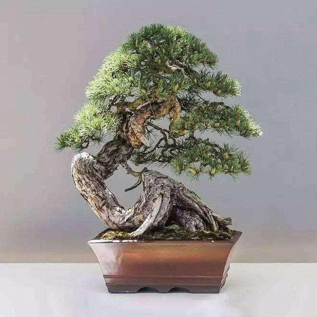 10 Bonsai Juniper Tree Seeds - Seed World