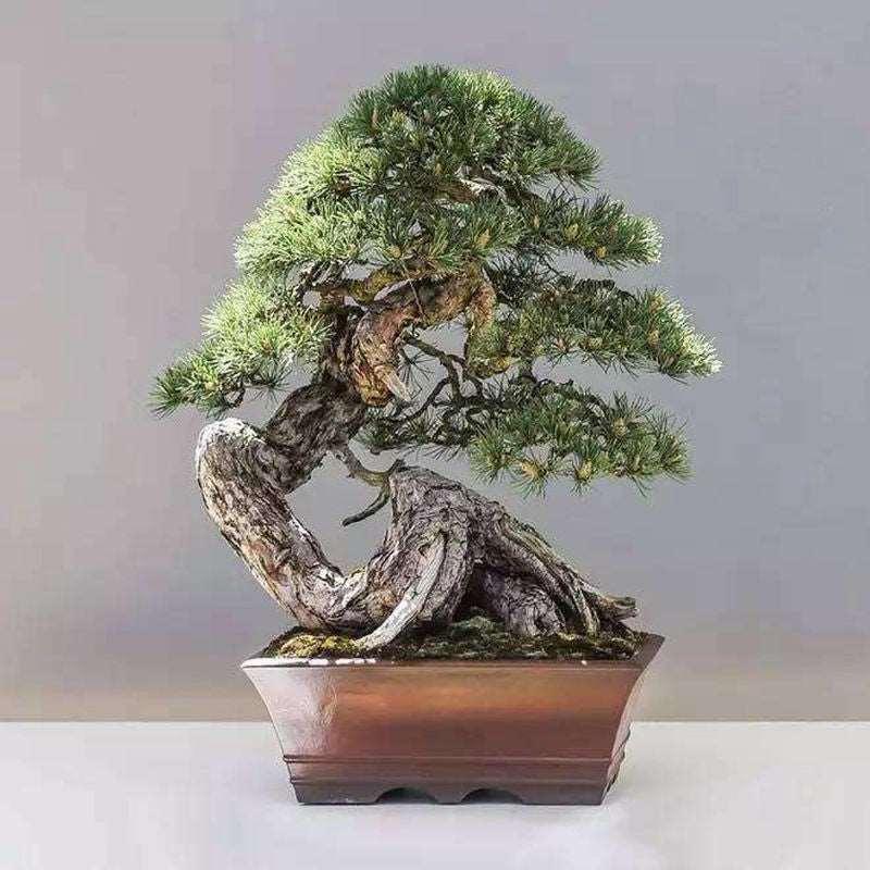 10 Bonsai Juniper Tree Seeds - Seed World