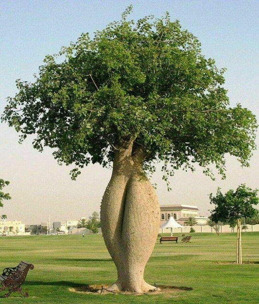 10 Bottle Tree Seeds | Ceiba Speciosa Seeds - Seed World