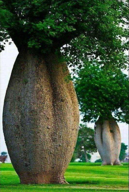 10 Bottle Tree Seeds | Ceiba Speciosa Seeds - Seed World
