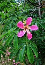 10 Bottle Tree Seeds | Ceiba Speciosa Seeds - Seed World