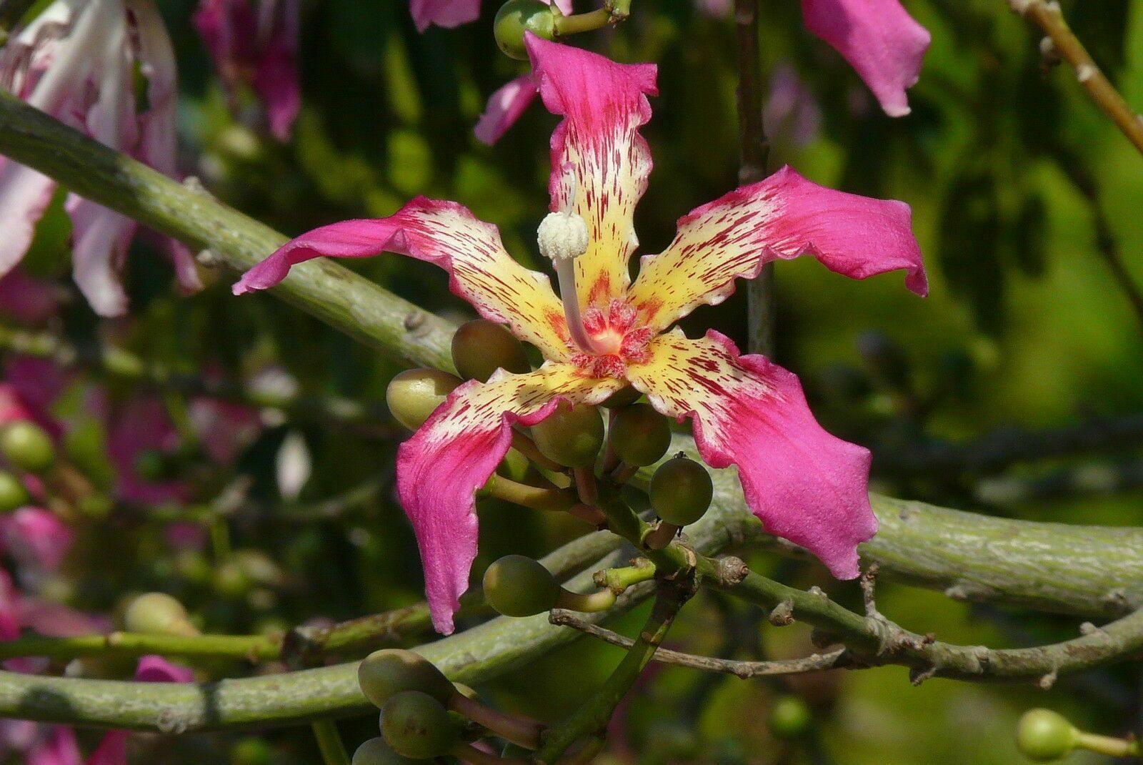 10 Bottle Tree Seeds | Ceiba Speciosa Seeds - Seed World