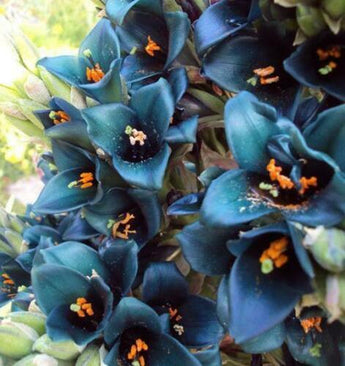 10 Bromeliad Sapphire Tower | Bromeliad Peacock Flower Seeds - Seed World
