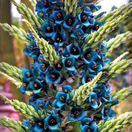 10 Bromeliad Sapphire Tower | Bromeliad Peacock Flower Seeds - Seed World