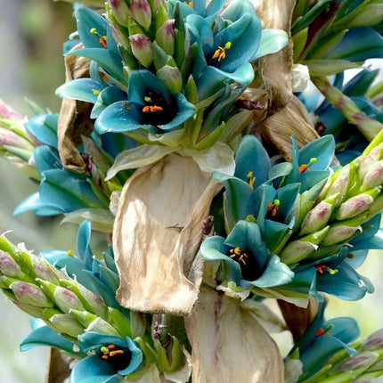 10 Bromeliad Sapphire Tower | Bromeliad Peacock Flower Seeds - Seed World
