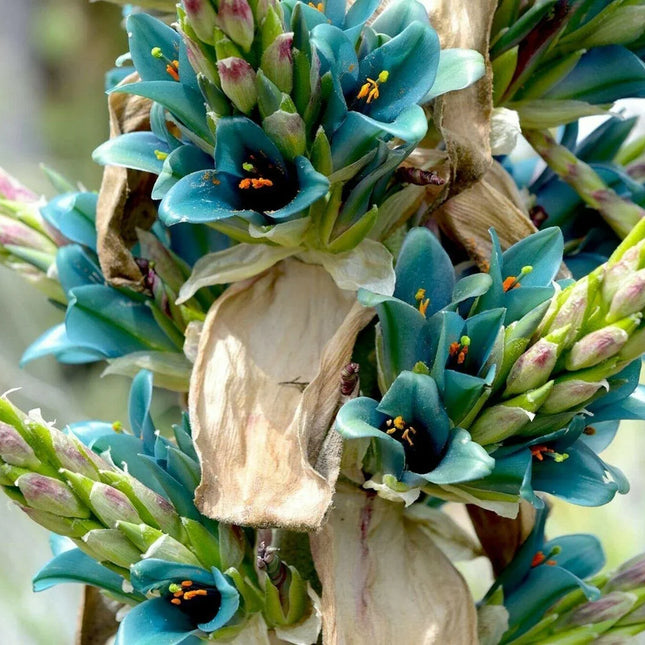 10 Bromeliad Sapphire Tower | Bromeliad Peacock Flower Seeds - Seed World