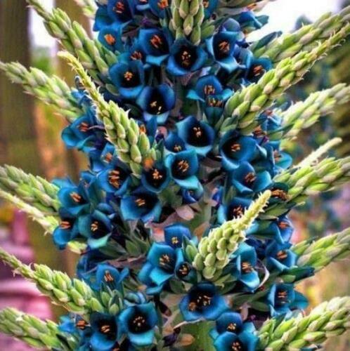 10 Bromeliad Sapphire Tower | Bromeliad Peacock Flower Seeds - Seed World