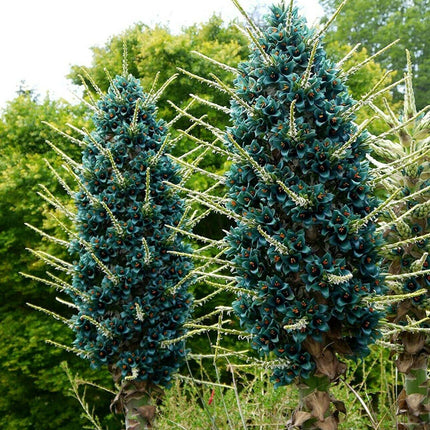 10 Bromeliad Sapphire Tower | Bromeliad Peacock Flower Seeds - Seed World