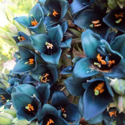 10 Bromeliad Sapphire Tower | Bromeliad Peacock Flower Seeds - Seed World
