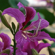 10 Butterfly Orchid Tree | Bauhinia Purpurea Seeds - Seed World