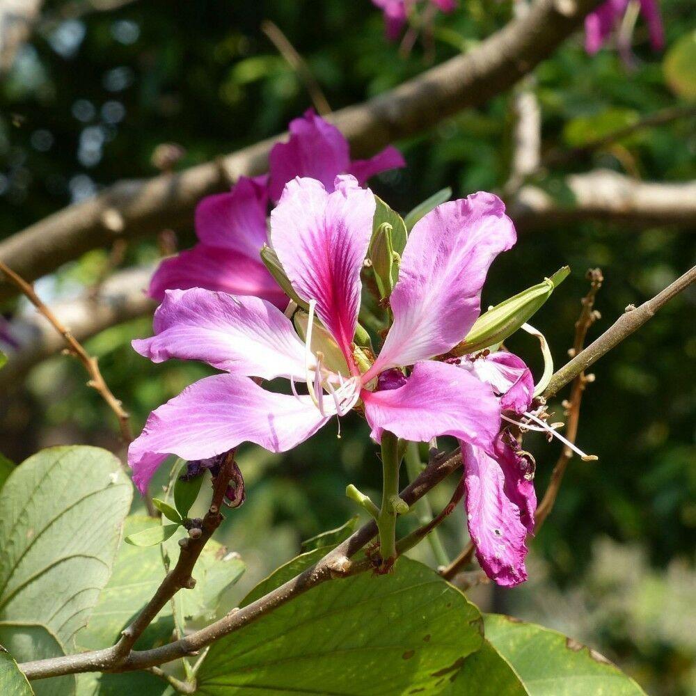 10 Butterfly Orchid Tree | Bauhinia Purpurea Seeds - Seed World
