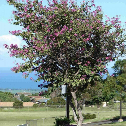 10 Butterfly Orchid Tree | Bauhinia Purpurea Seeds - Seed World