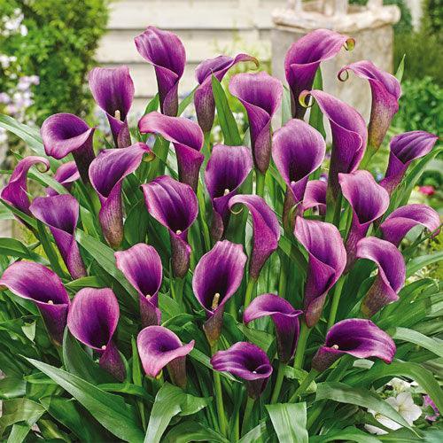10 Calla Lily Flowers Zantedeschia Aethiopica Seeds - Seed World