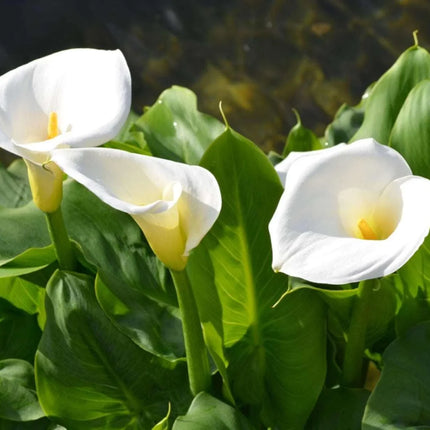 10 Calla Lily Flowers Zantedeschia Aethiopica Seeds - Seed World