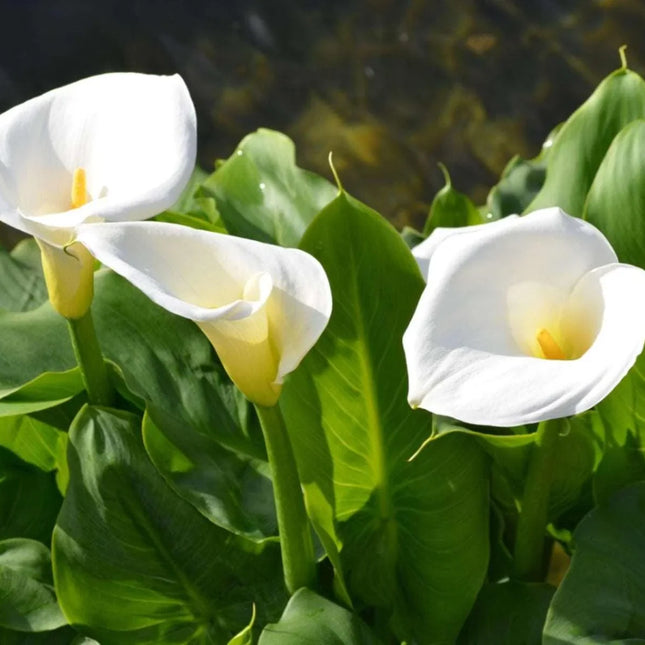 10 Calla Lily Flowers Zantedeschia Aethiopica Seeds - Seed World