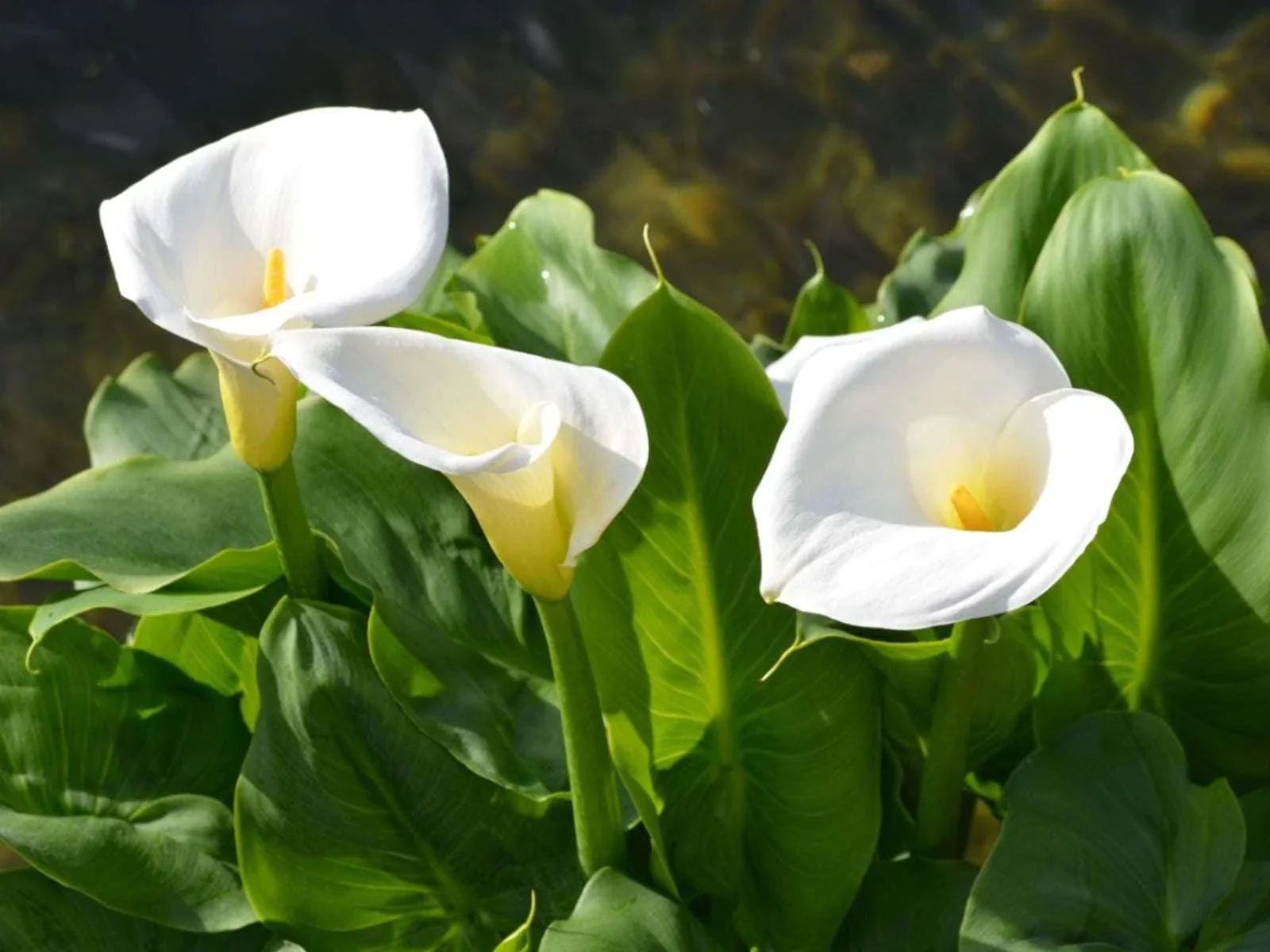 calla lily flower seeds 10 Calla Lily Flowers Zantedeschia Aethiopica Seeds – Seed World