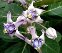 10 Calotropis Gigantea - Giant Milkweed Seeds - Seed World