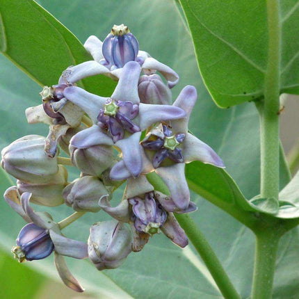 10 Calotropis Gigantea - Giant Milkweed Seeds - Seed World