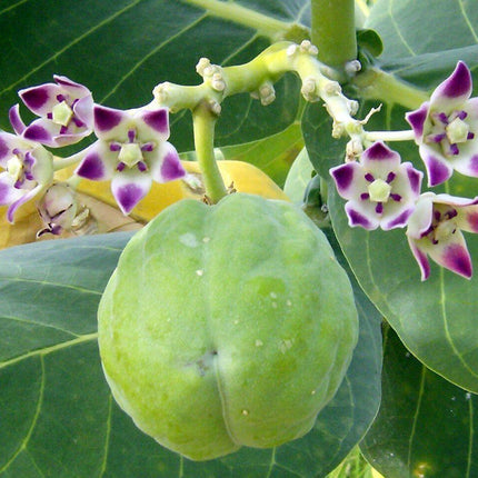 10 Calotropis Gigantea - Giant Milkweed Seeds - Seed World