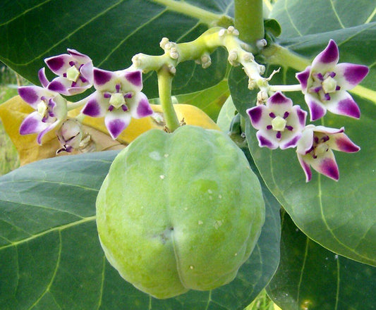 10 Calotropis Gigantea - Giant Milkweed Seeds - Seed World