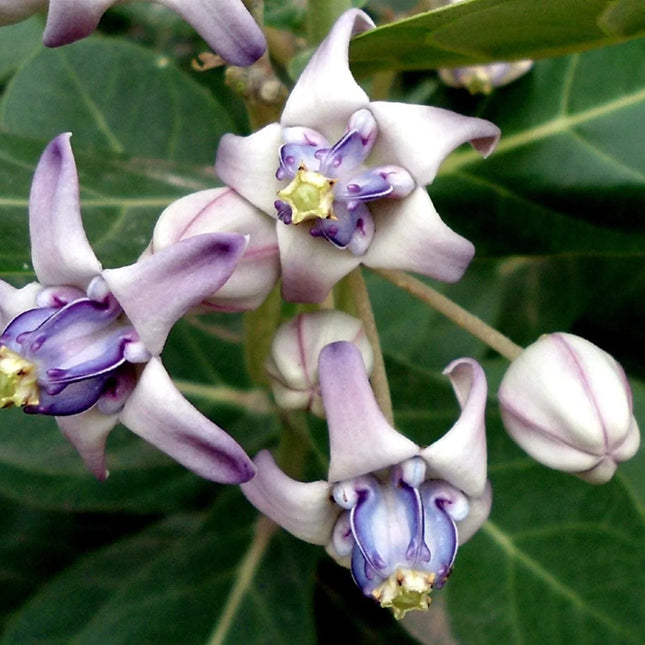 10 Calotropis Gigantea - Giant Milkweed Seeds - Seed World