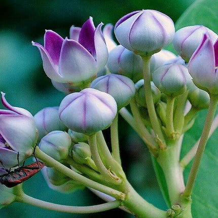 10 Calotropis Gigantea - Giant Milkweed Seeds - Seed World