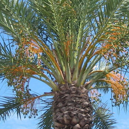 10 Canary Island Date Palm Seeds - Seed World