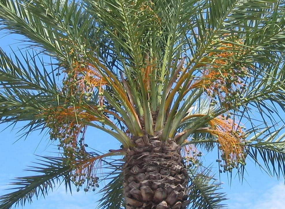 10 Canary Island Date Palm Seeds - Seed World