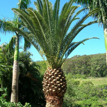 10 Canary Island Date Palm Seeds - Seed World