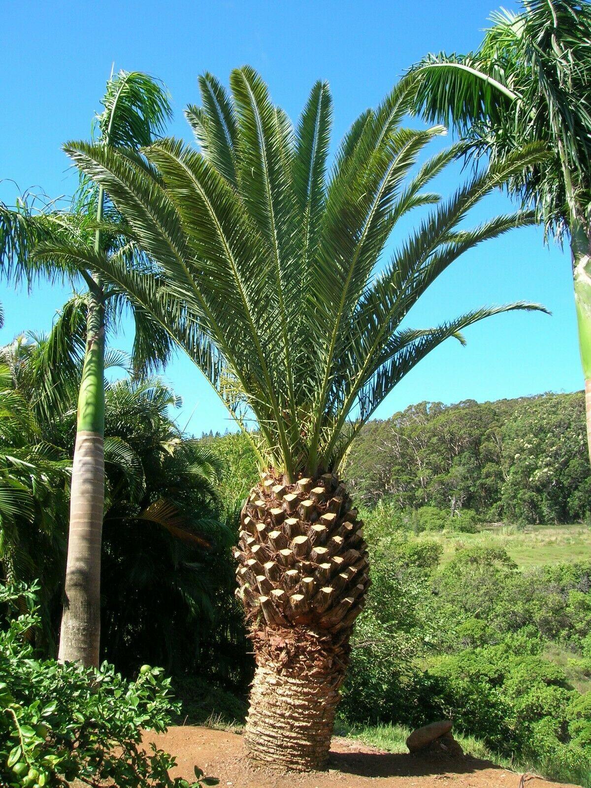 10 Canary Island Date Palm Seeds - Seed World