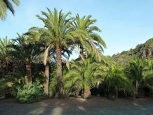 10 Canary Island Date Palm Seeds - Seed World