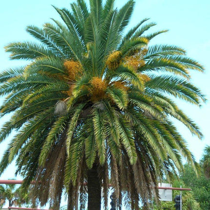 10 Canary Island Date Palm Seeds - Seed World