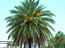10 Canary Island Date Palm Seeds - Seed World