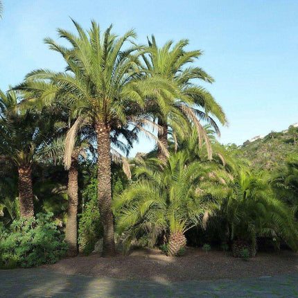 10 Canary Island Date Palm Seeds - Seed World