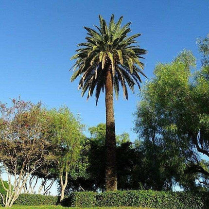 10 Canary Island Date Palm Seeds - Seed World