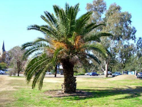 10 Canary Island Date Palm Seeds - Seed World